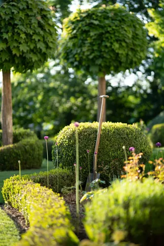 A spade beside clipped shrubs and a small ornamental tree.