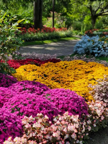 Pink, yellow and red flowers arranged in garden beds.